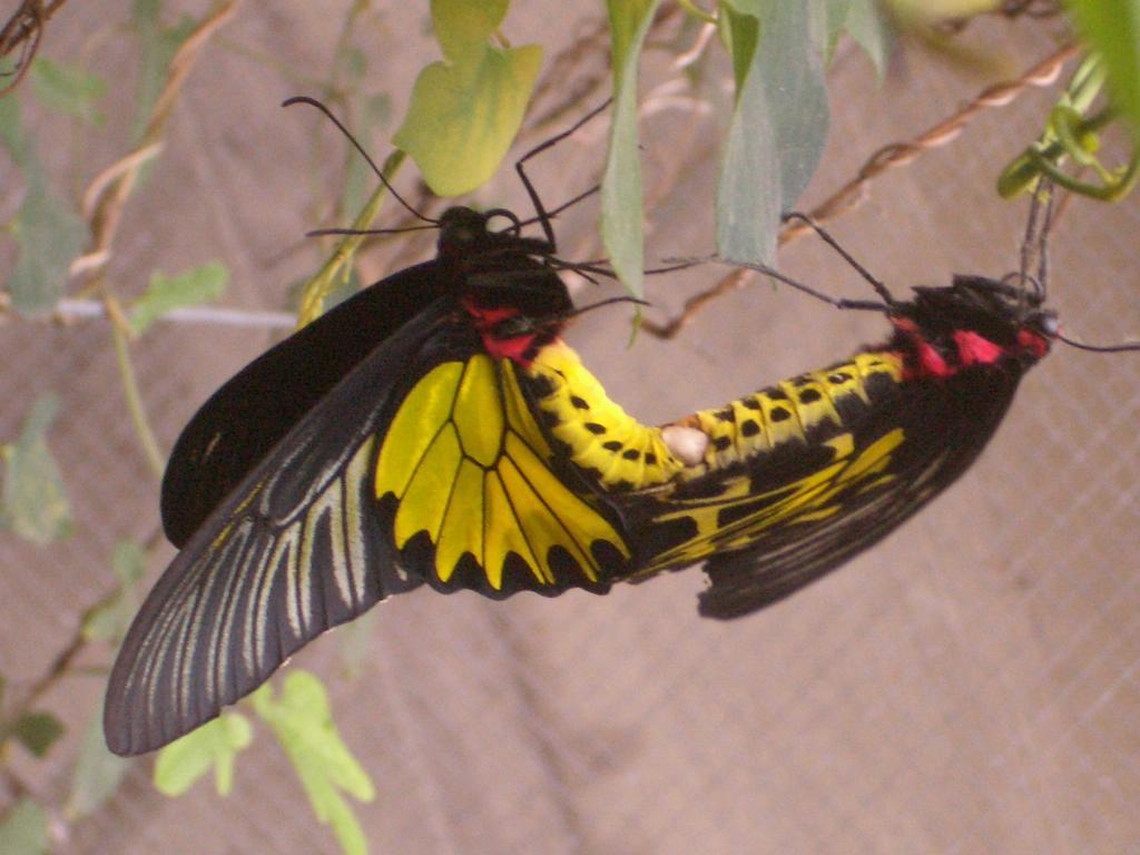 Butterfly B&B Manzhou Exterior foto